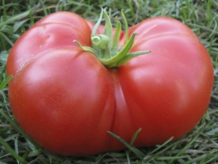 Growing Vegetables: Tomatoes [fact sheet] | Extension